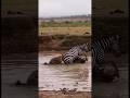 Zebra Fights Back Against Hyena Attack 🦓⚡ / 얼룩말의 반격 / シマウマ逆襲