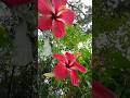 The Secret to Maximum Hibiscus Blooms 🌸 | Easy Gardening