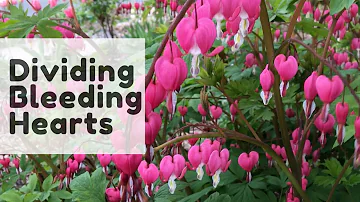 Where are bleeding hearts native to?