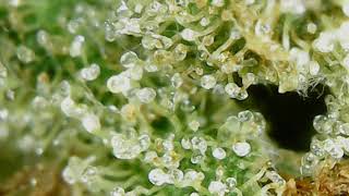 Trichomes on Clementine 5 days after harvest