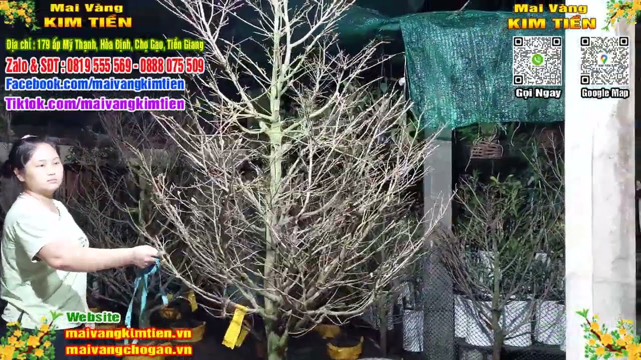 Phôi Mai Thủ Đức Giá Rẻ Bao Ship Bao Sống Toàn Quốc - Mai Vàng Kim Tiền Chợ Gạo