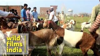 In the hustle and bustle of north india's fastest growing city, an
age-old tradition goat trading continues! this bazaar is held on
tuesdays dehra dun ...