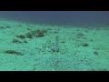 Grand Cayman Jawfish