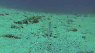 Grand Cayman Jawfish