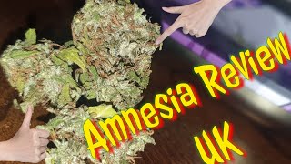 😯🤤 Amnesia 😯🤤 Strain Review Uk 2019/2020 #cannabis #uk #review