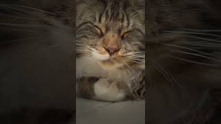 Вечерний релакс от котика Сёмеи