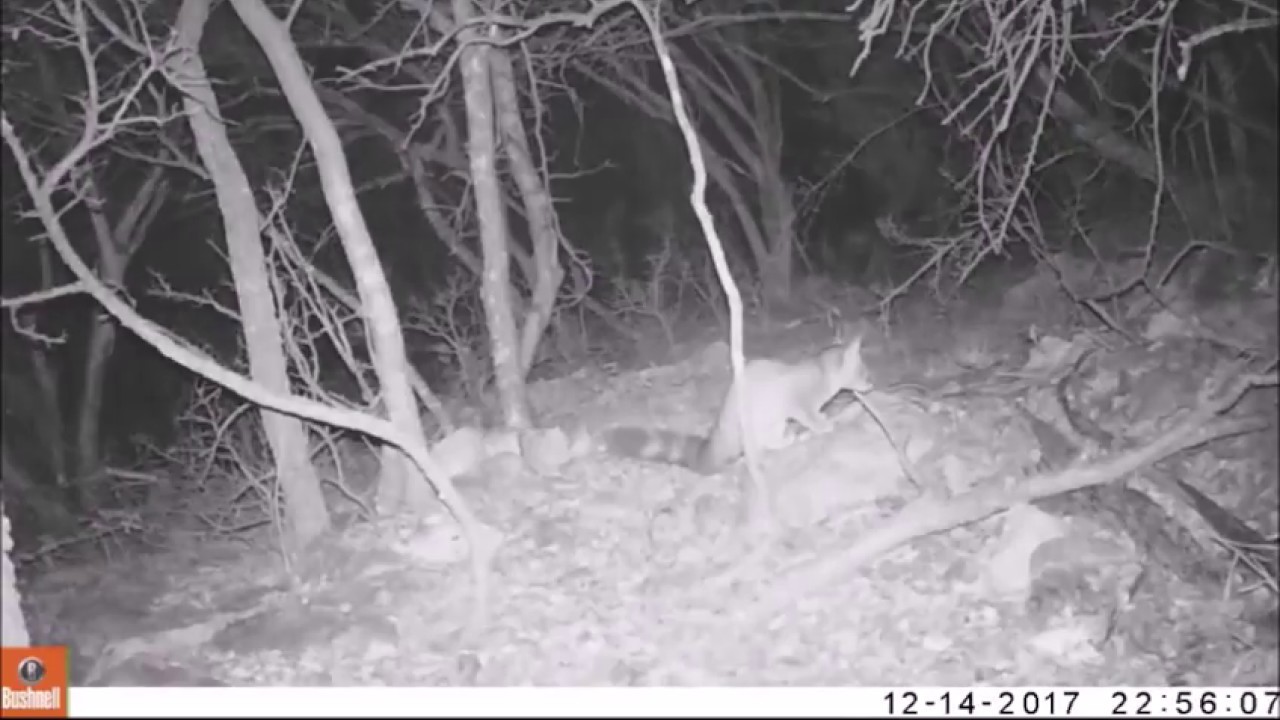 ringtail possum sound Two ringtails together