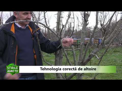 Video: Altoire de cireșe primăvara: cum se face corect
