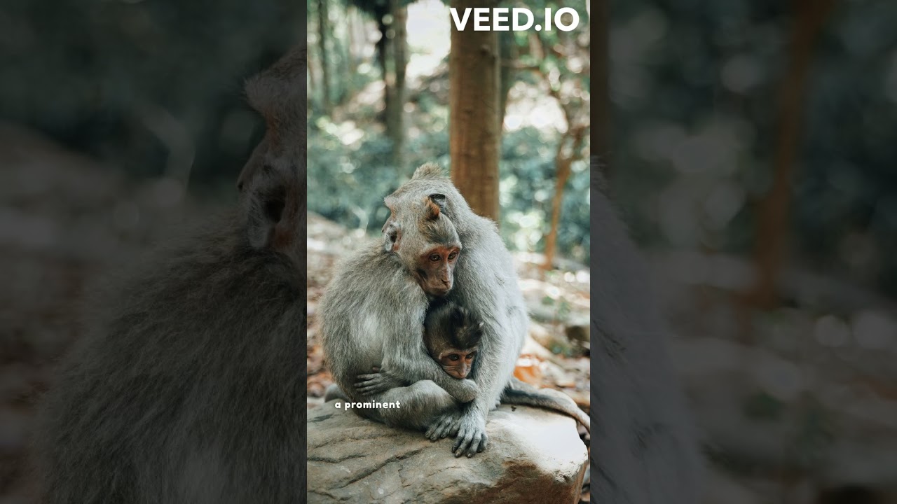 Toque Macaque (Monkeys in Sri Lanka)