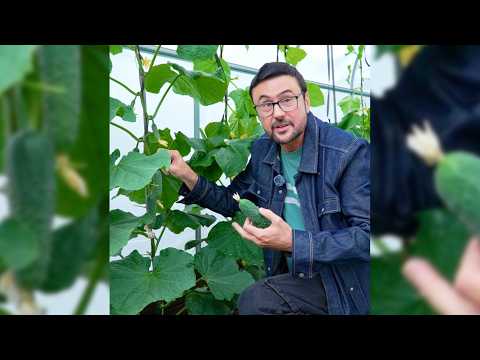 How to Prune Greenhouse Cucumbers
