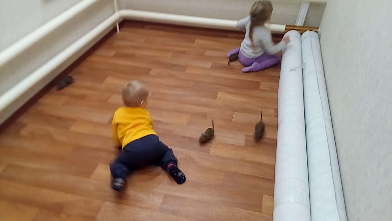 Домашние белки дегу бегают по комнате. 4 белочки - YouTube