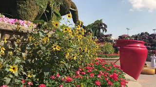 حديقة الزهور دبي  Miracle Garden Dubai