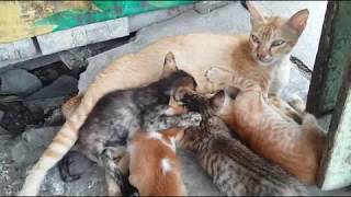 Kucing Nyusuin Anak Tetangga Baik Banget