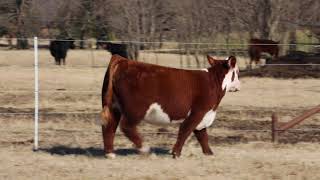 Lot 2 - Perry Show Cattle Dec. Online Sale -  2020