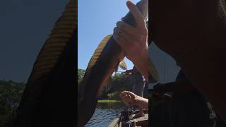Bass Fishing | Mudfish | # 2413 #fishing #florida #bassfishing