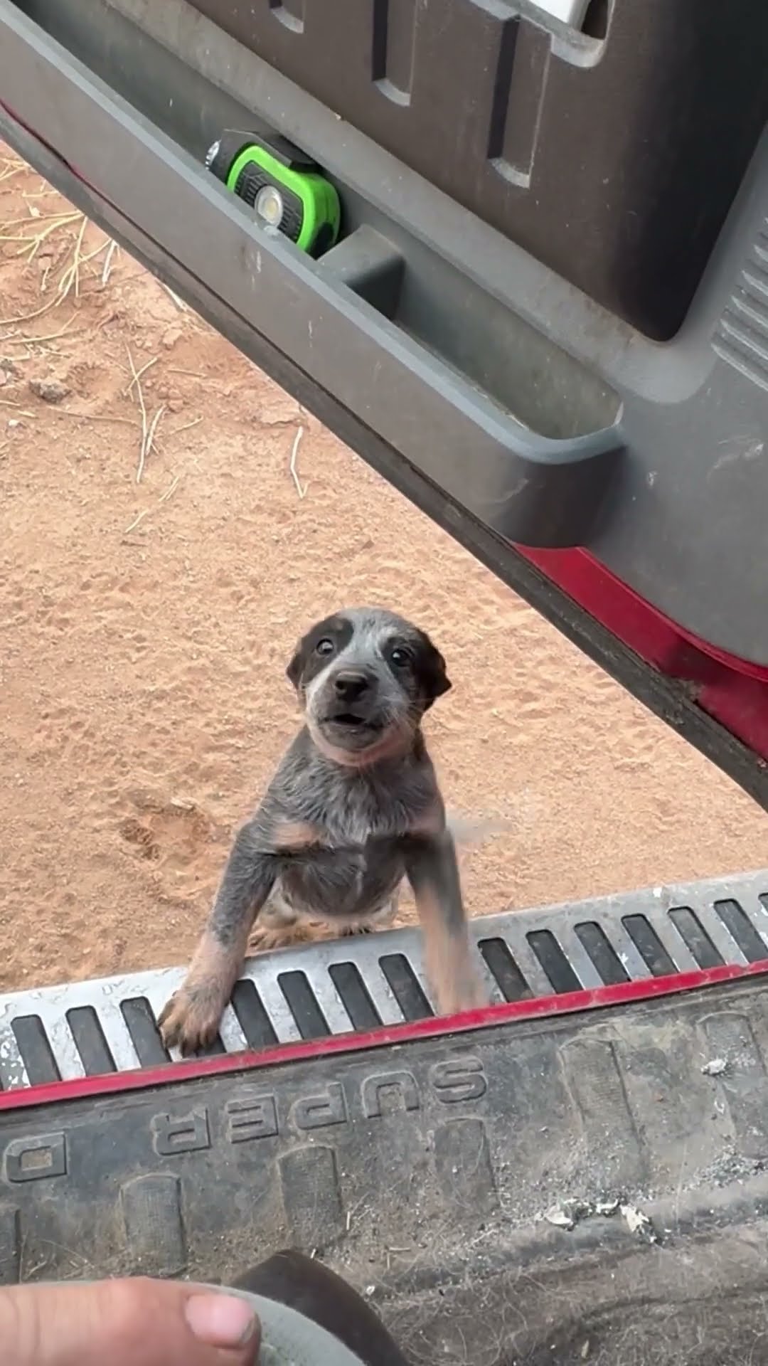 Puppy's First Time Jumping Into Truck || ViralHog