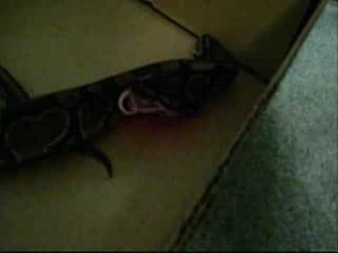 serpentor Mandy's snack