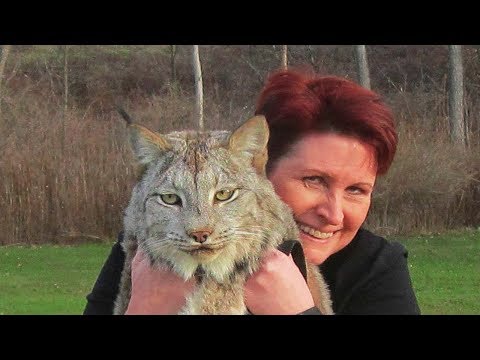This Canadian Lynx Is Twice The Size Of A Cat Now Watch His Reaction When A Trainer Goes To Pet Him
