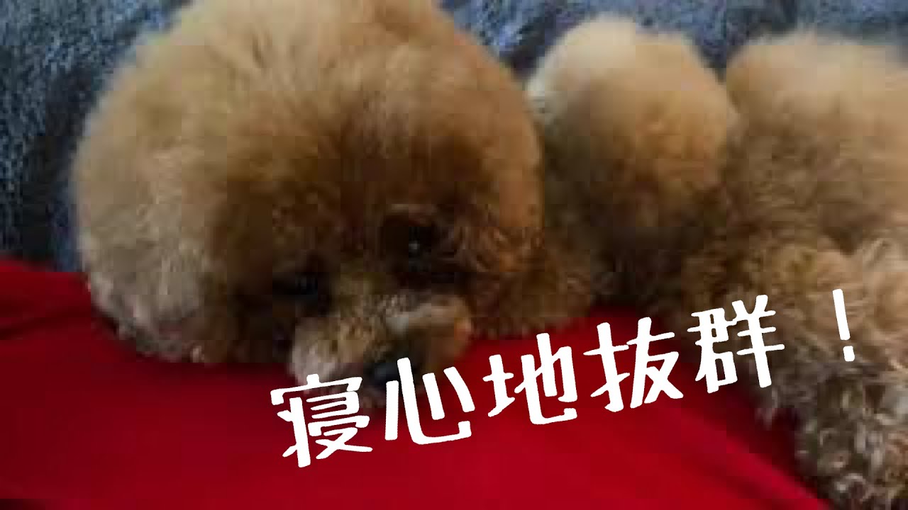 【みんな大好き！筋肉ベッド‼️】#トイプードル生活#宇野昌磨#宇野樹#Uno1ワンチャンネル