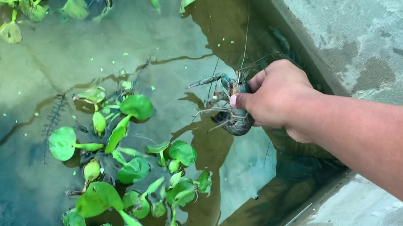 Crayfish Farm Cambodia