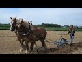 20 draft horses at work in a field near the airport of Zaventem