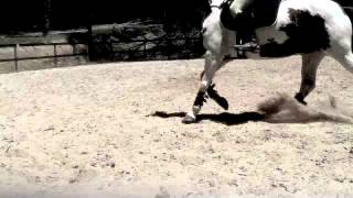 Milo Flatwork