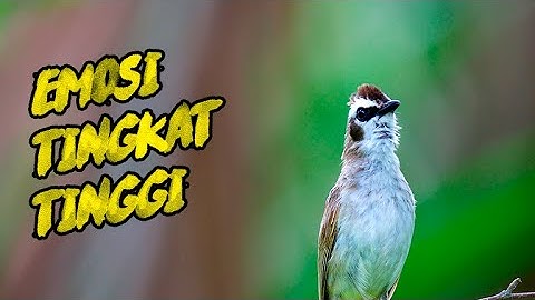 semua jenis trucukan manapun di jamin langsung nyaut BUNYI dengar pancingan trucuk gacor ini