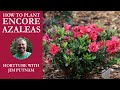 How to Plant Encore® Azaleas