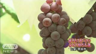 「ぶどう狩り」親子連れでにぎわう　山梨・甲州市（11/08/07）