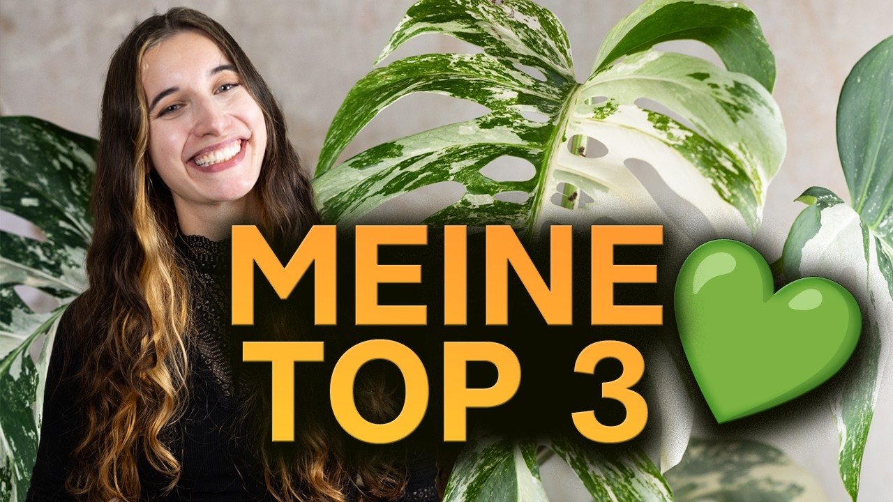 Meine 3 schönsten Zimmerpflanzen 🌿 (wenn ich mich entscheiden müsste)