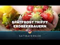 Erdbeerbauern unter Druck: Verspätete Ernte in Bayern