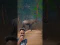 The Largest Antelope of Asia #quran #facts #areywahreaction #viral #animals #trending #shortsfeed