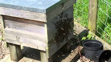 A Bee Swarm Entering Our Empty Hive (Shropshire) 21st May 2012