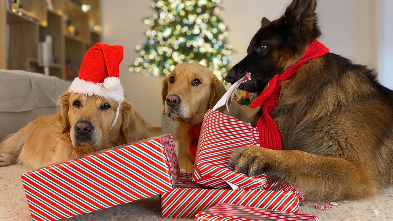 I Let My Dogs Open Their Own Christmas Gifts... Here’s Their Reaction