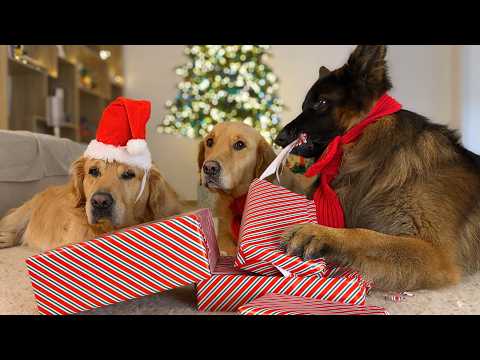 I Let My Dogs Open Their Own Christmas Gifts... Here’s Their Reaction