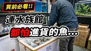 買魚前避雷！揭露連老闆都不敢進貨的『進口魚』黑名單