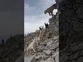 Peaceful mountain trip turned into a wild survival chase after a sudden tiger attack. 🇺🇸#Wildlife