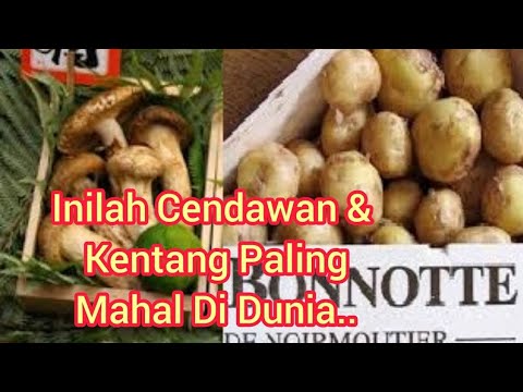 Video: Cendawan Dengan Kentang Dalam Krim Masam