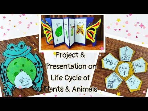Life Cycle Presentation & Project for Kids/School Science Project on Life Cycle of Plants & Animals