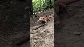 Rubeus the tegu on a walk