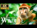 Mysteries fascinating  wild 4k  discovery relax wonderful animals film with relaxing piano music