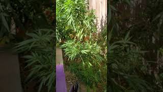 Do u even grow bro