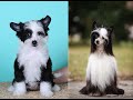Китайская хохлатая собака . Как изменяется окрас у хохлатых с возрастом . Было - Стало полная версия