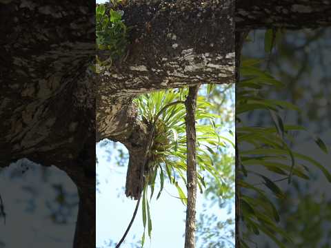 Wilde Orchideen in Costa Rica: So wachsen Epiphyten wirklich