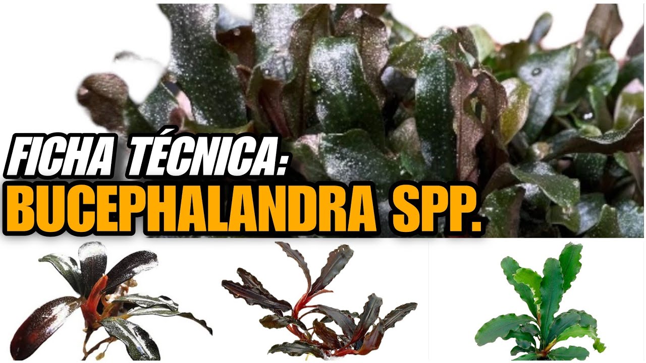 Bucephalandra spp. - What you need to know - YouTube