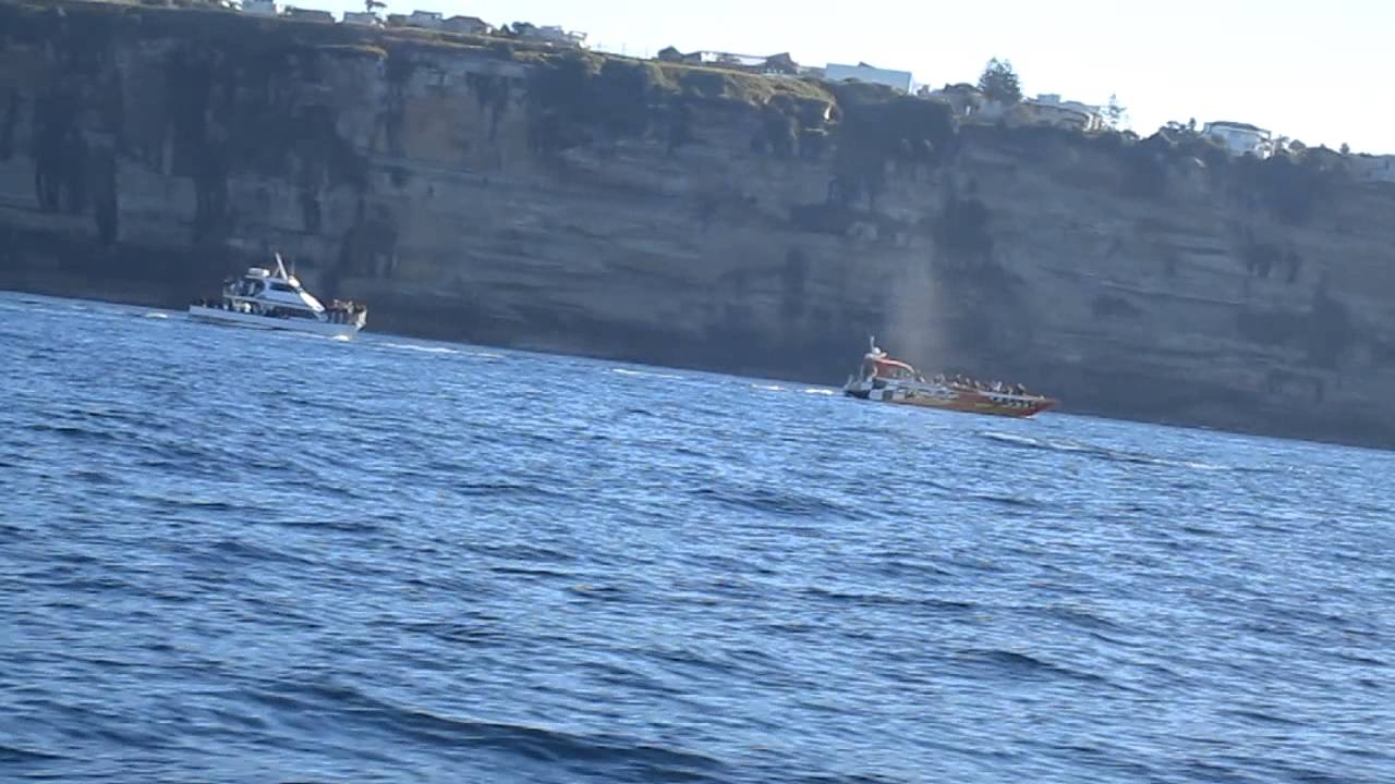 Whales Spotted Off South Head - Pacific Boating - Boat Share Sydney