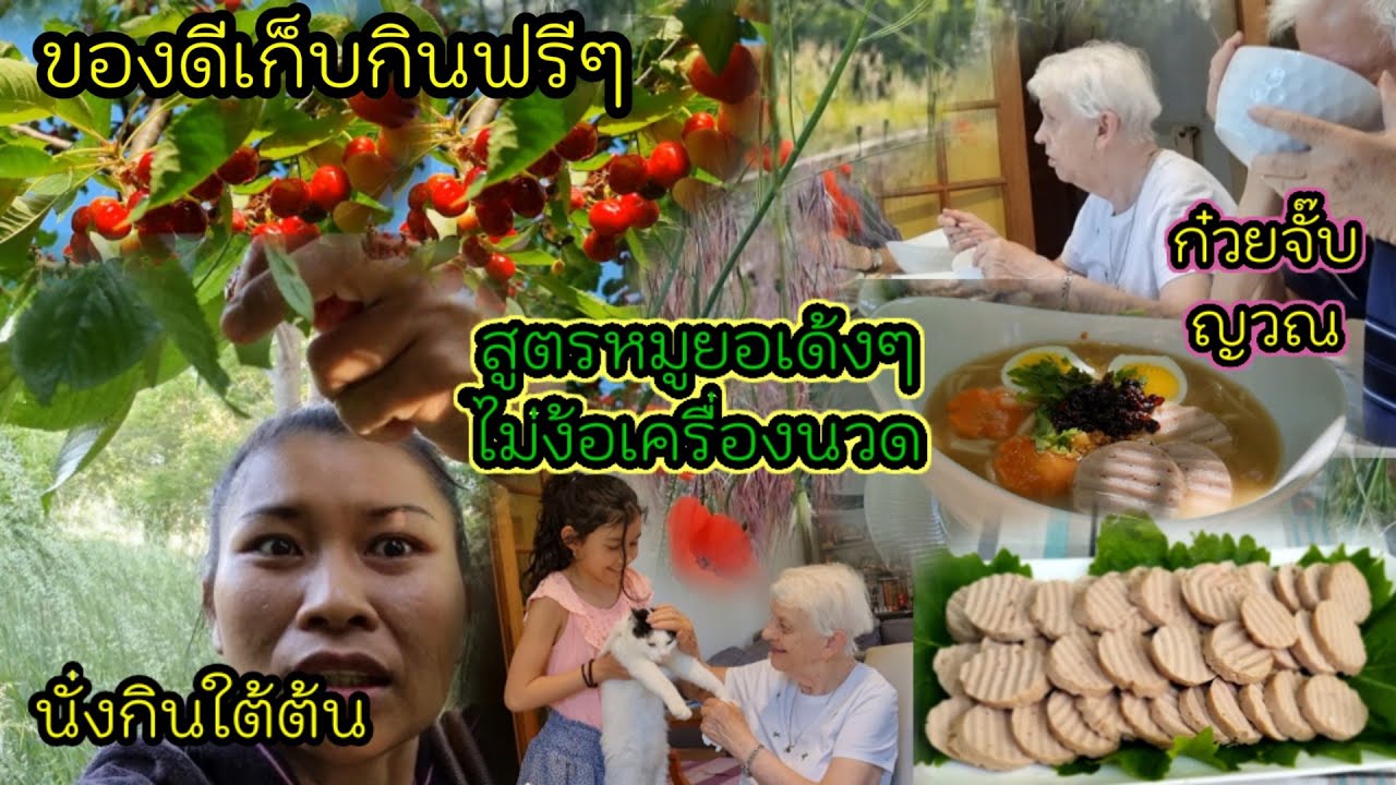 Ep 445 เก็บลูกเชอรี่แดงเต็มต้นฟรีๆ สูตรหมูยอเด้งๆ ไม่ง้อเครื่องนวด, ทําก๋วยจั๊บญวน