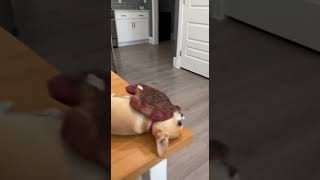 Chihuahua Acts Fast Rottweiler Still Waiting7