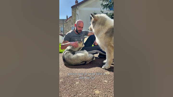 I don't want anyone to touch me 😌 #dog #dogtraining #animals #cutedog #husky #puppy