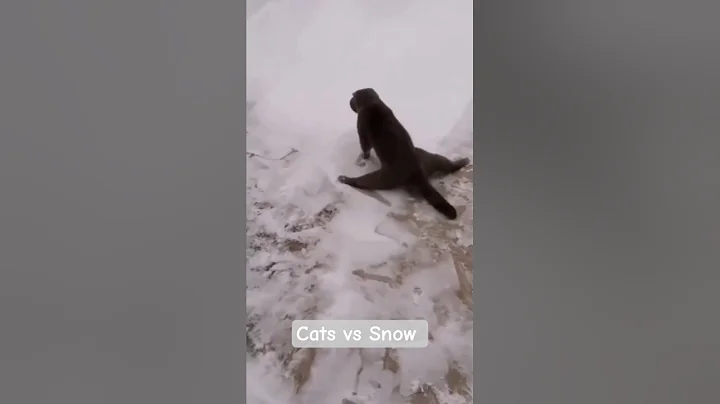 Video 11004331: pets kitty funnycats catlove, funnycats pets catlover cats, pet animal funnycat cats, pets kitty catlover funny, cat pets funnycats dog